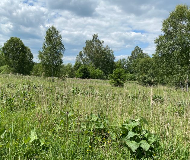 Kosení a odstranění náletů v národní přírodní památce Jestřebské slatiny