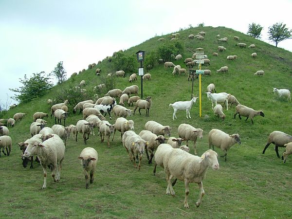 NPR Raná pastva ovcí a koz