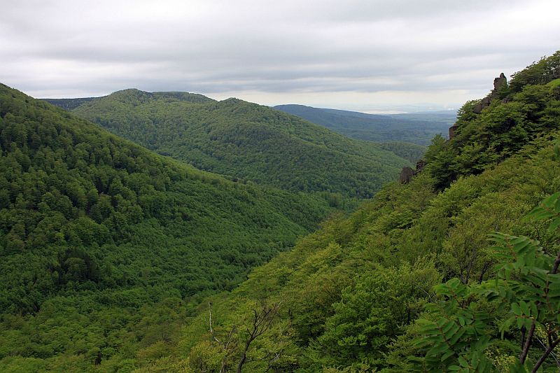 Jizera Mountain Beech Fores, photo Jiří Hušek jr.