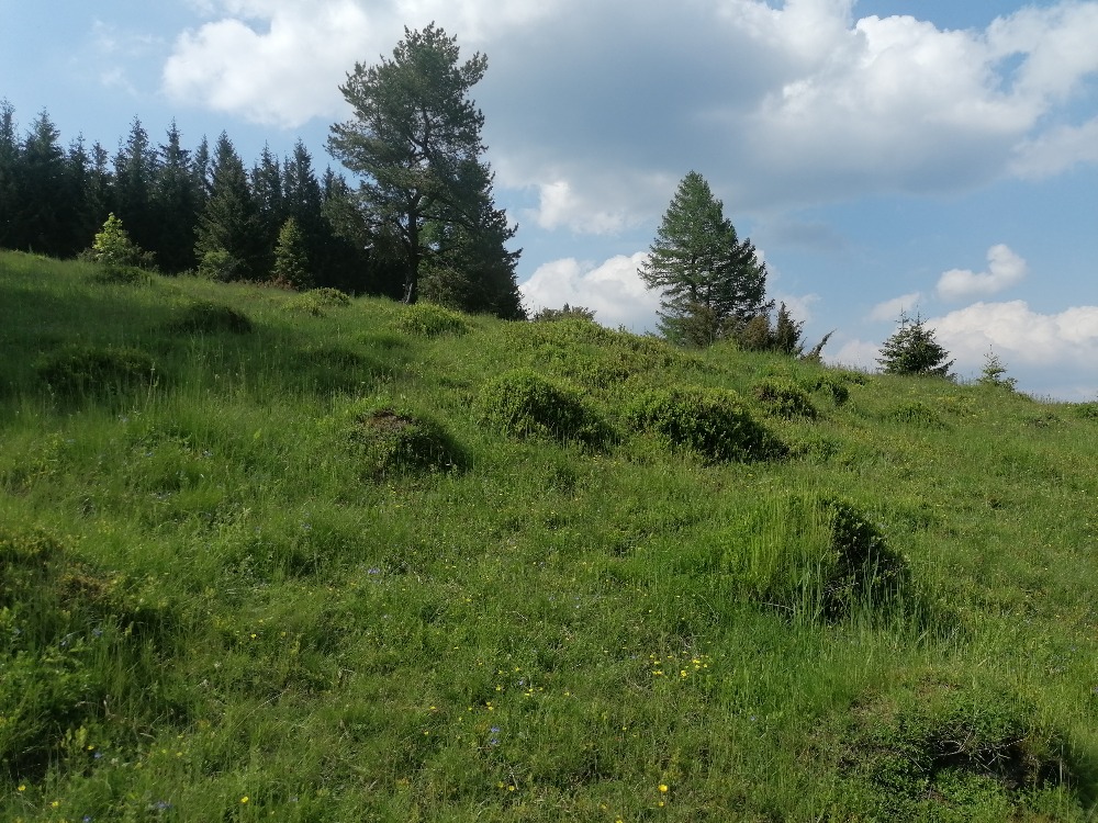 Typický porost nízké řídké vegetace na pasínku v Horní Lomné.