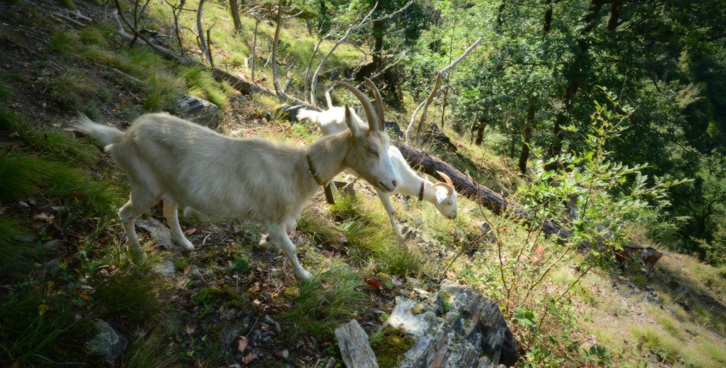 Kozy na svahu