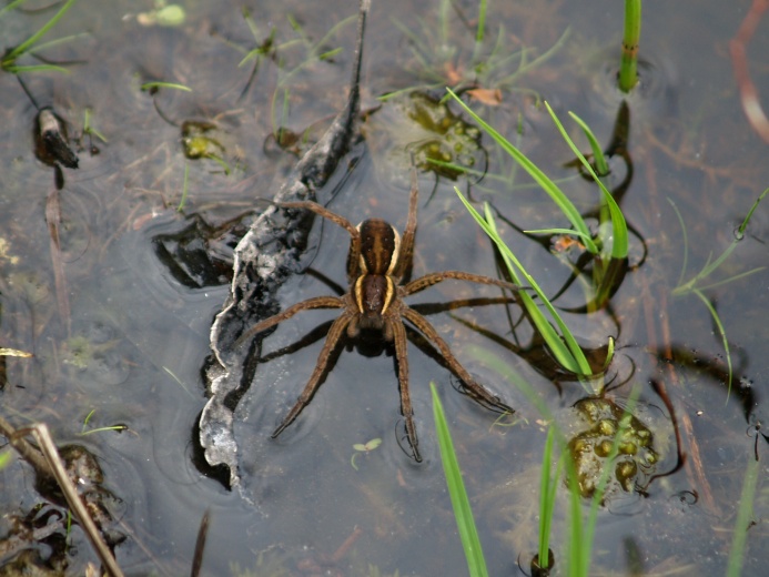 Detail pavouka na vodní hladině.